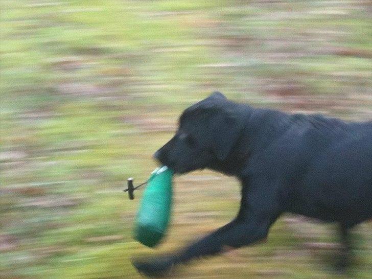 Labrador retriever Handberg's Abigail (Abby) - Apport billede 8