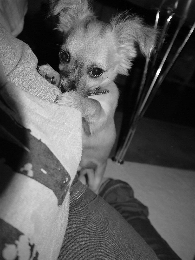 Chihuahua Nemo billede 10