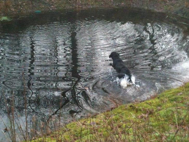 Labrador retriever Handberg's Abigail (Abby) - Apportering på vand billede 10