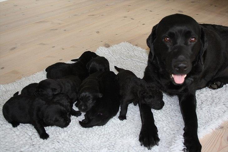 Labrador retriever Handberg's Abigail (Abby) - Sammen med nogle af sine søskende og en stolt mor billede 11