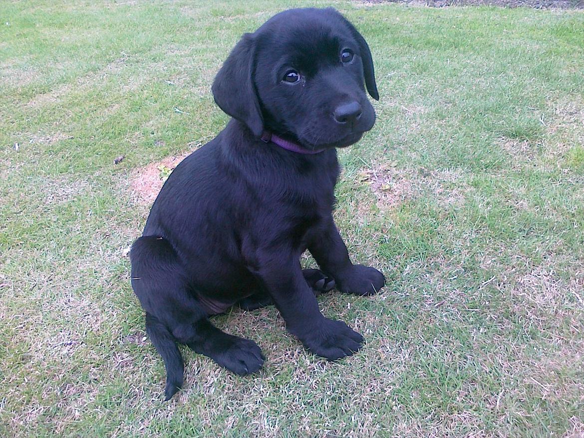 Labrador retriever Handberg's Abigail (Abby) - 8 uger billede 12