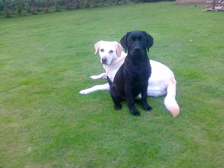 Labrador retriever Handberg's Abigail (Abby) - slapper af efter hård træning sammen med Nanna billede 7