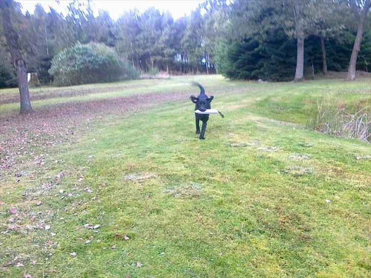 Labrador retriever Handberg's Abigail (Abby) - her kommer jeg billede 13