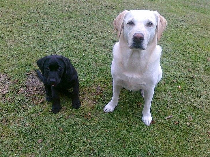 Labrador retriever Handberg's Abigail (Abby) - Abby 10 uger og hendes "læremester" Nanna billede 14