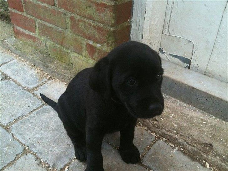 Labrador retriever Handberg's Abigail (Abby) - 6 uger gammel, hjemme på kennelen billede 15