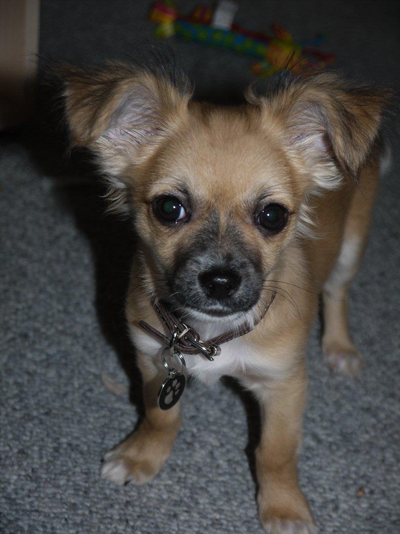 Chihuahua Nemo billede 11