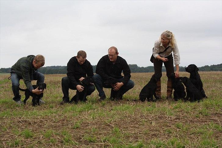 Labrador retriever Handberg's Abigail (Abby) - første marktræning me andre hvalpe, 14 uger gammel billede 16