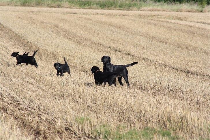 Labrador retriever Handberg's Abigail (Abby) - lidt leg skal der også være plads til billede 17