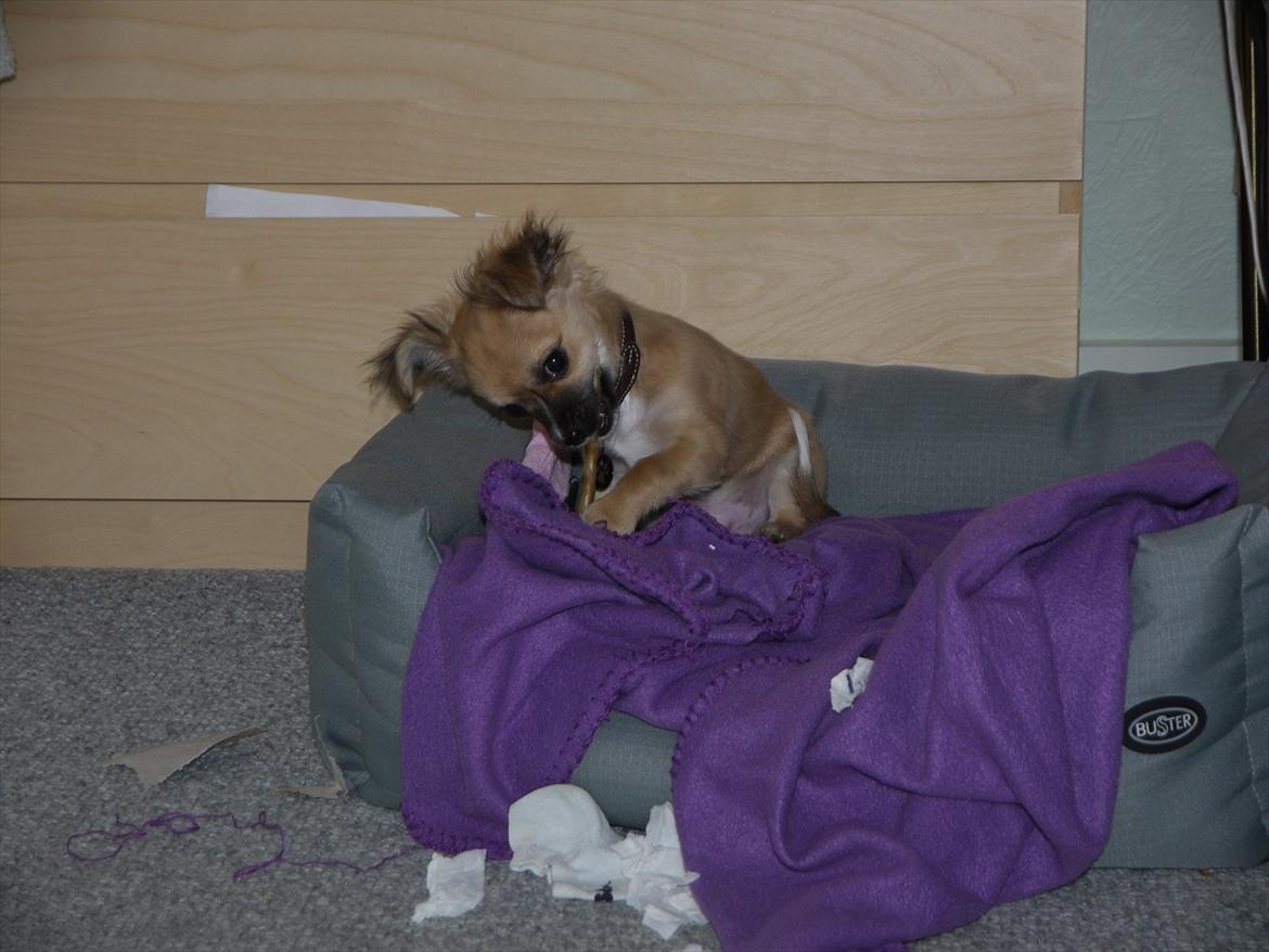 Chihuahua Nemo billede 12