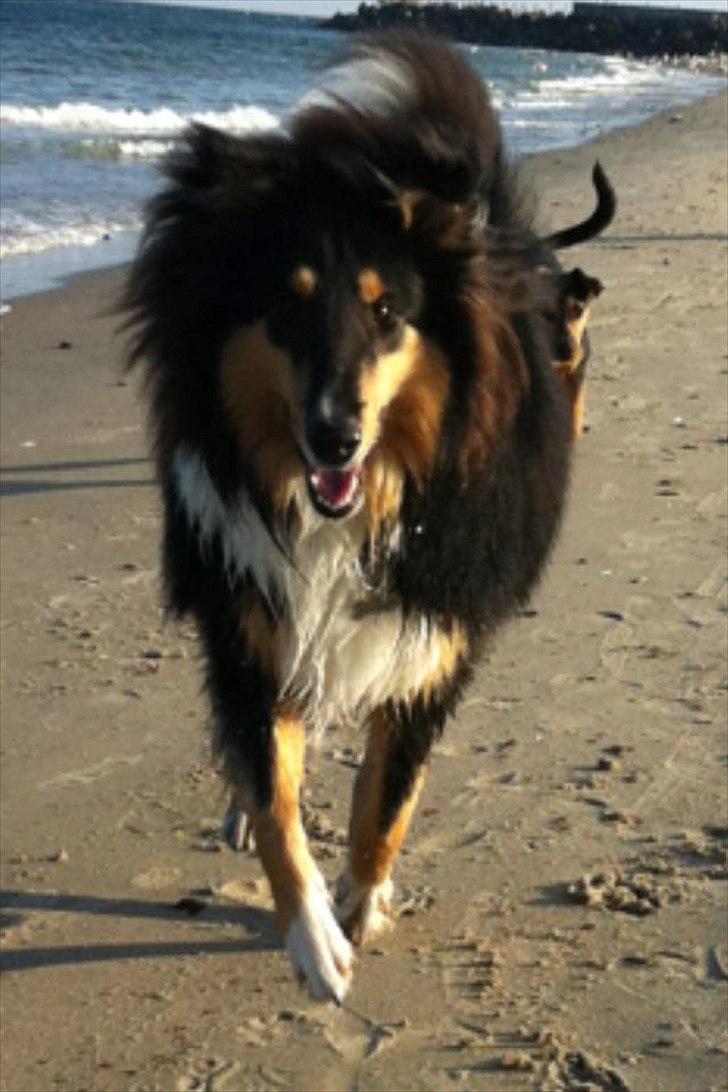 Collie langhåret Samson billede 18