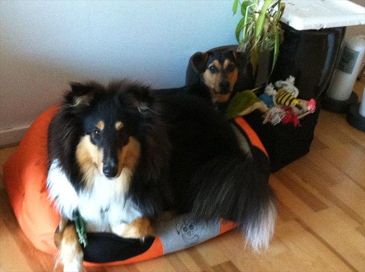 Collie langhåret Samson billede 19