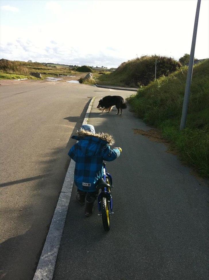 Collie langhåret Samson billede 20