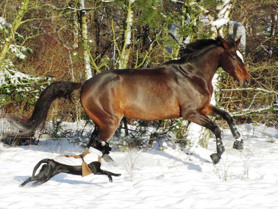 Labrador retriever Faye - Faye og Firenze billede 4