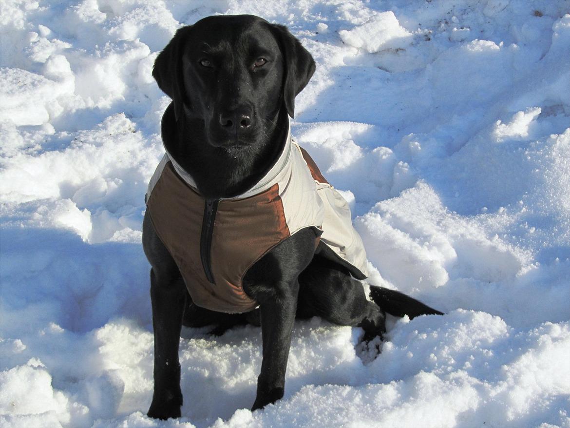 Labrador retriever Faye billede 5
