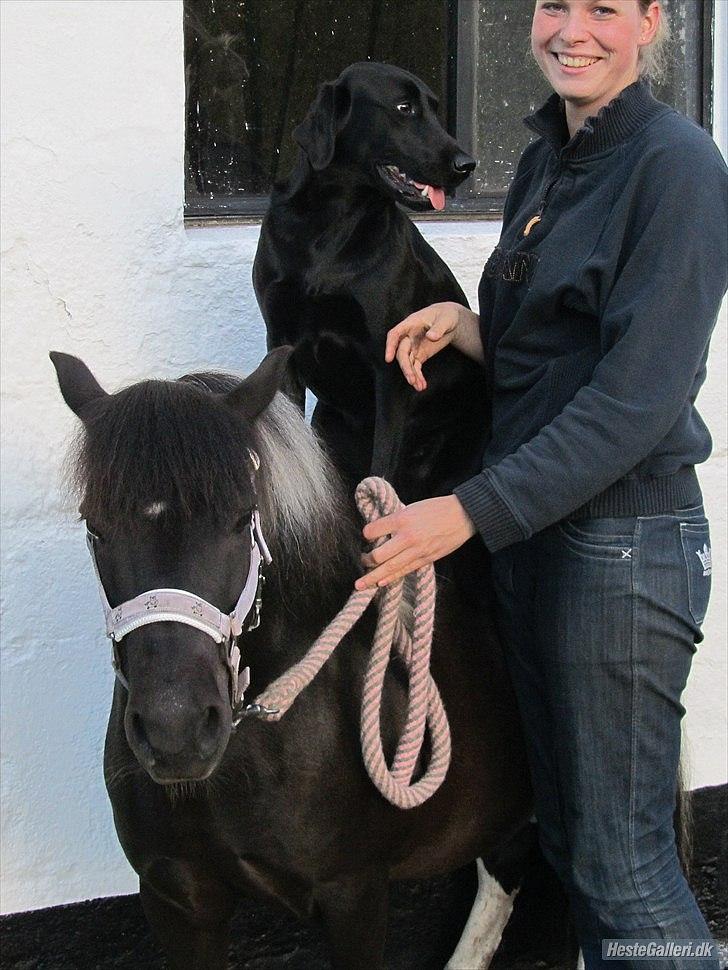 Labrador retriever Faye - Faye og Lilo billede 3