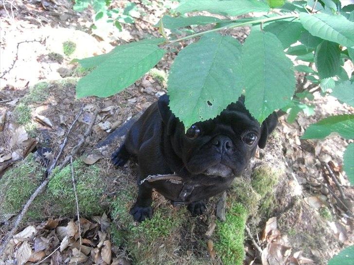 Mops Elvis - kuk kuk :) billede 1