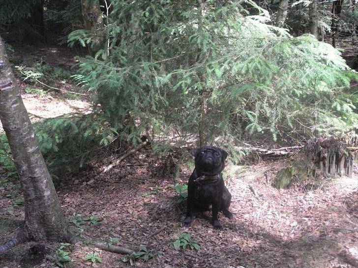 Mops Elvis billede 4