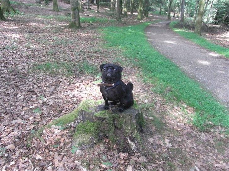 Mops Elvis - På skovtur med mor  billede 3