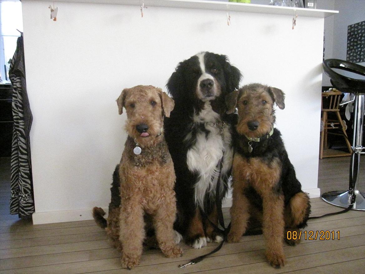 Airedale terrier Tessdale`s Magnificent prince (Ozzi) - Ozzi sammen med sine brødre. Ozzi 6 mdr. billede 19