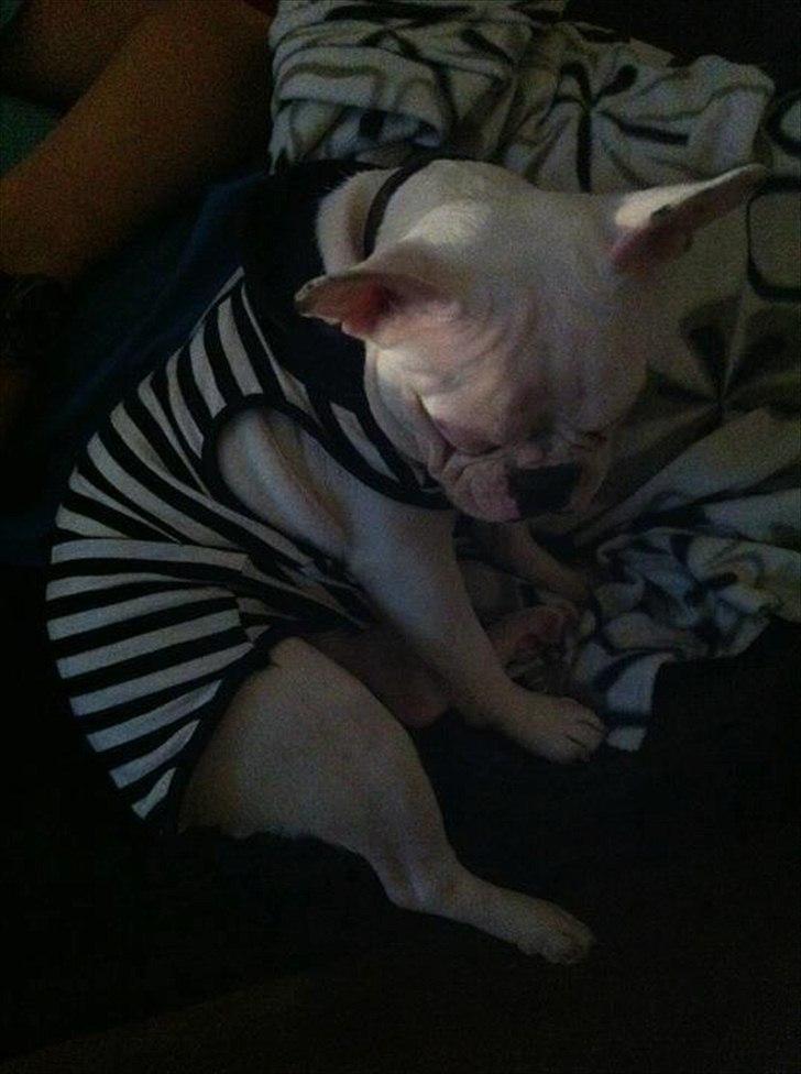 Fransk bulldog Muffi  - Sådan sidder Muffi og falder hen som aften kommer :P  billede 6