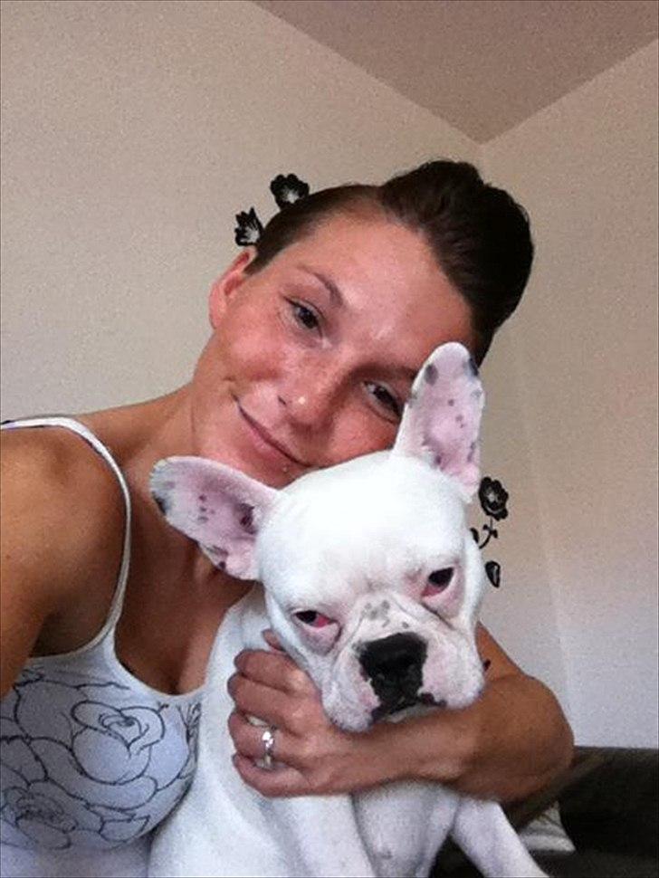 Fransk bulldog Muffi  - Hun er mit et og alt !! <3  billede 7