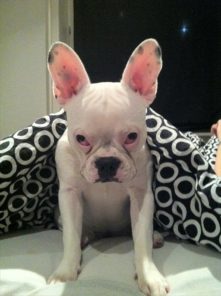 Fransk bulldog Muffi  - Haha ! en meget utilfreds Muffi som har fået afvide hun skulle i sin kurv istedet for mors varme dyne !  :D billede 8