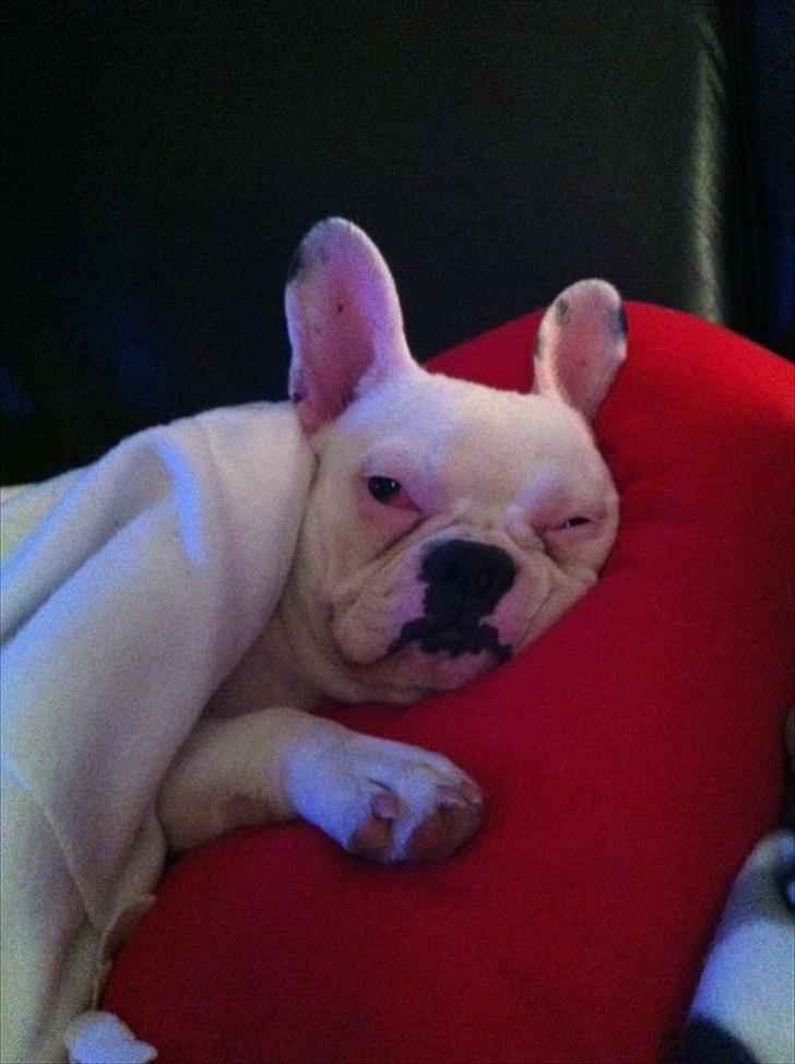 Fransk bulldog Muffi  - Søndags hygge på hver sin sofa :) billede 9