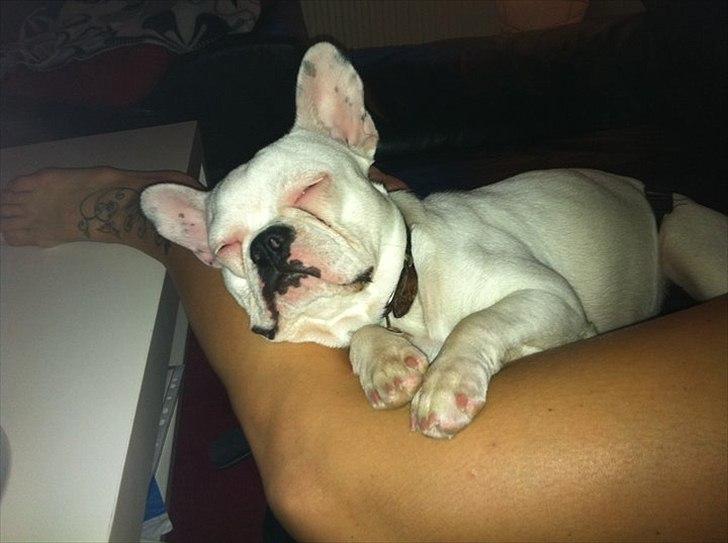 Fransk bulldog Muffi  - Træt Muffi efter en lang gåtur ved stranden !  :) billede 10