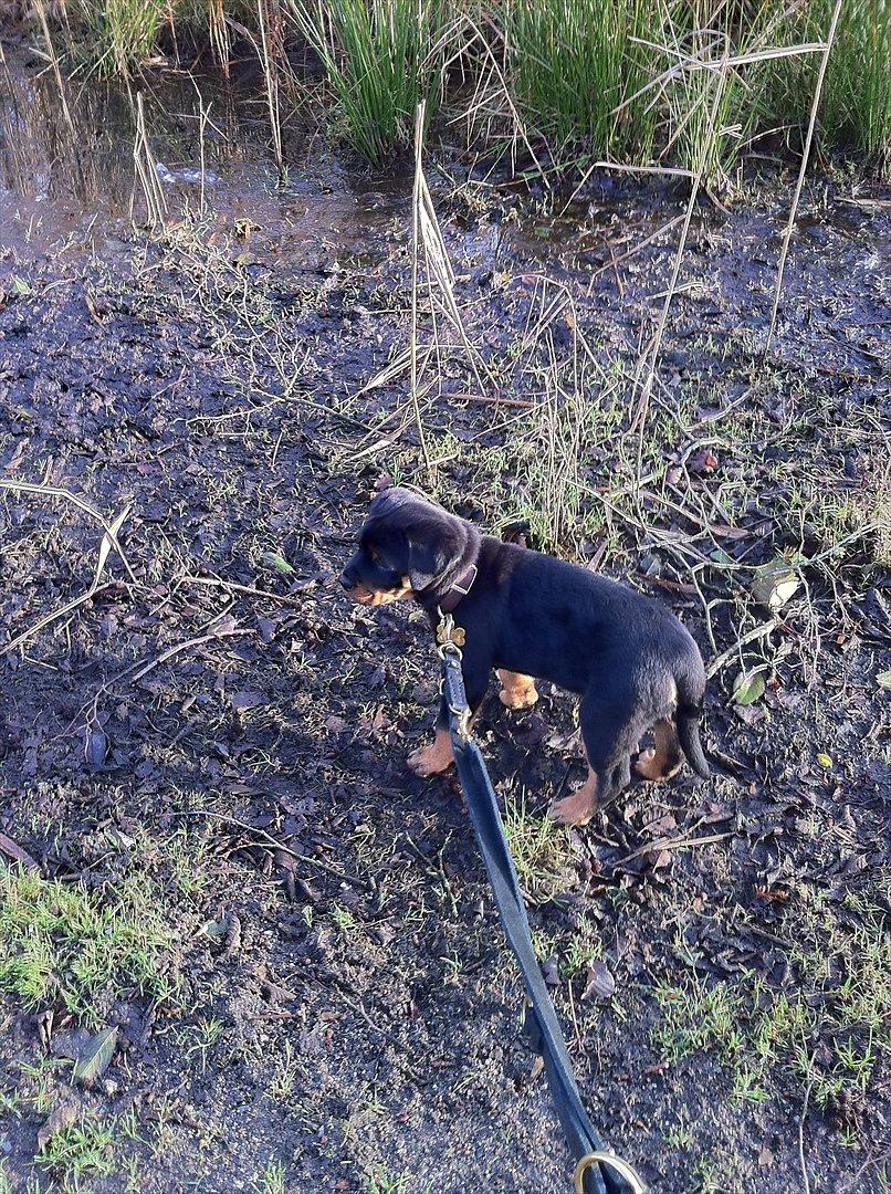 Rottweiler Pascho - han første tur ved søen :) billede 11