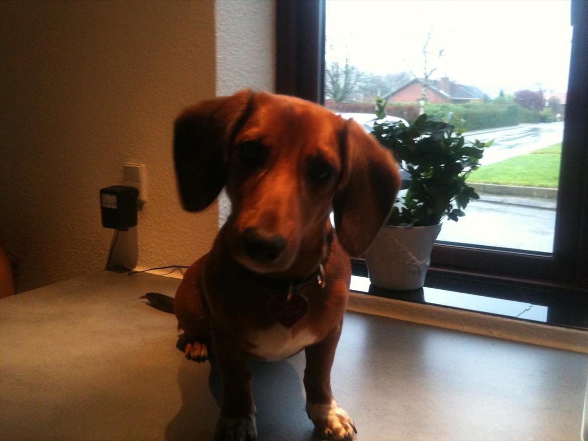 Gravhund Inu - Inu på bryggers bordet billede 1