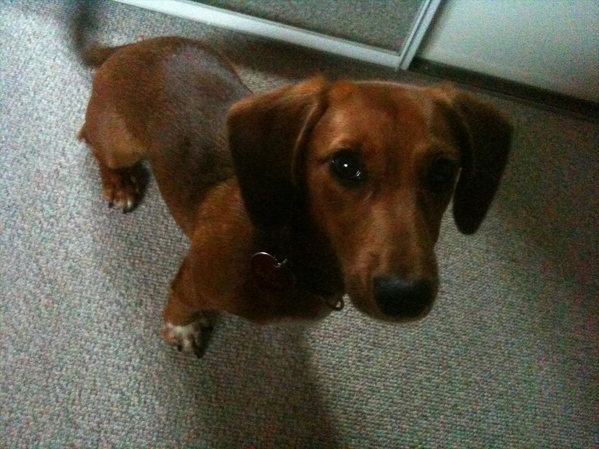 Gravhund Inu billede 2