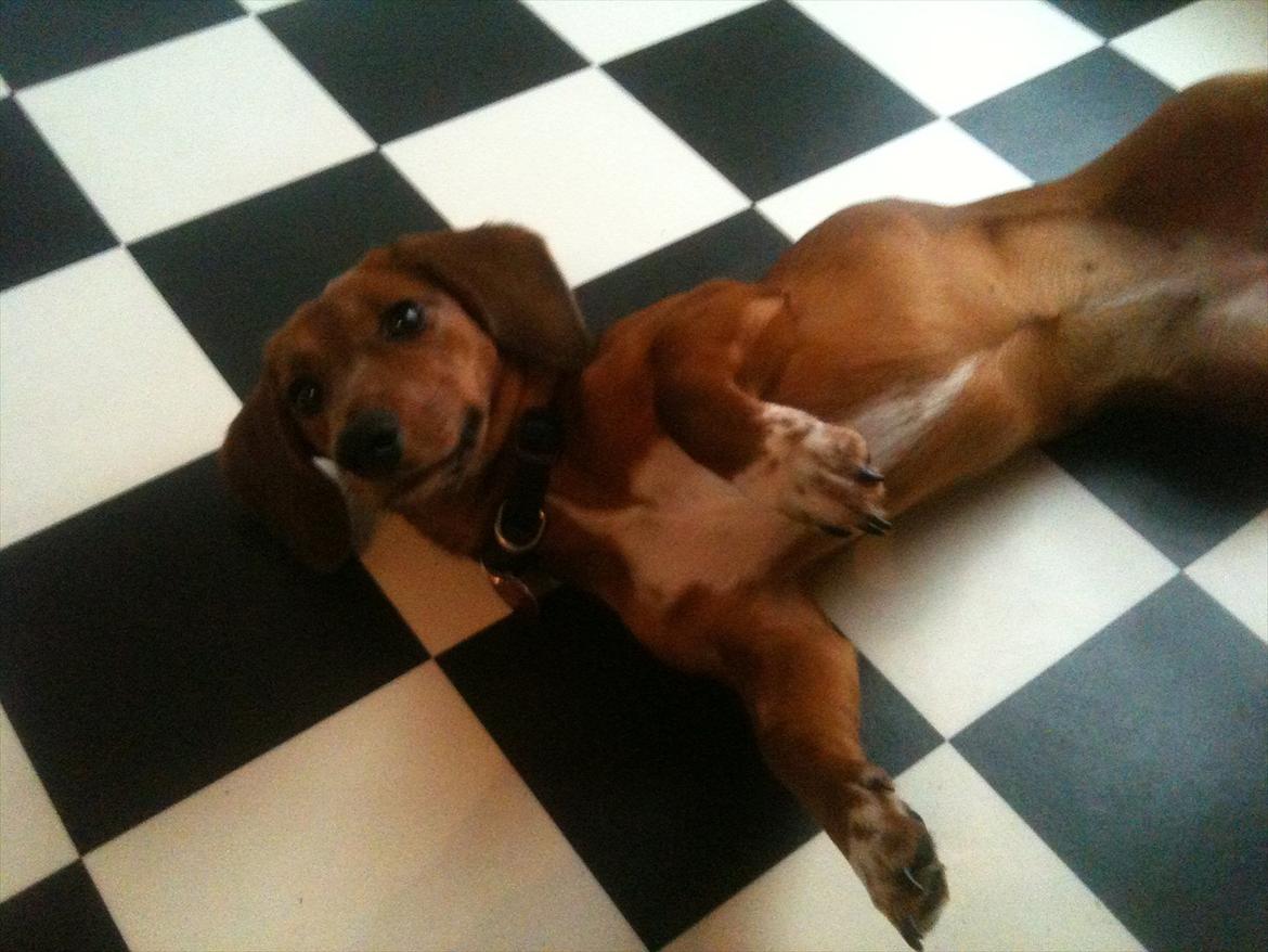 Gravhund Inu - Klar til nusseri :-)
 billede 3