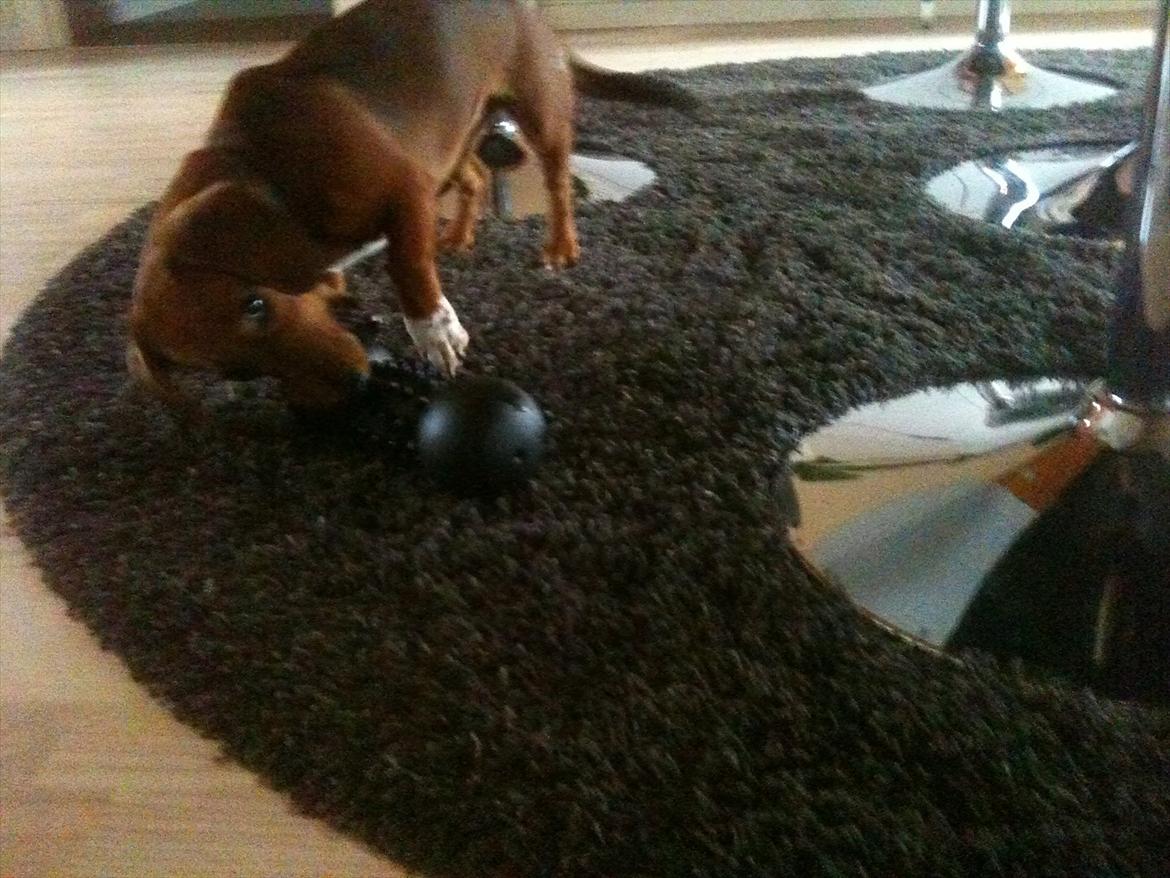 Gravhund Inu billede 4