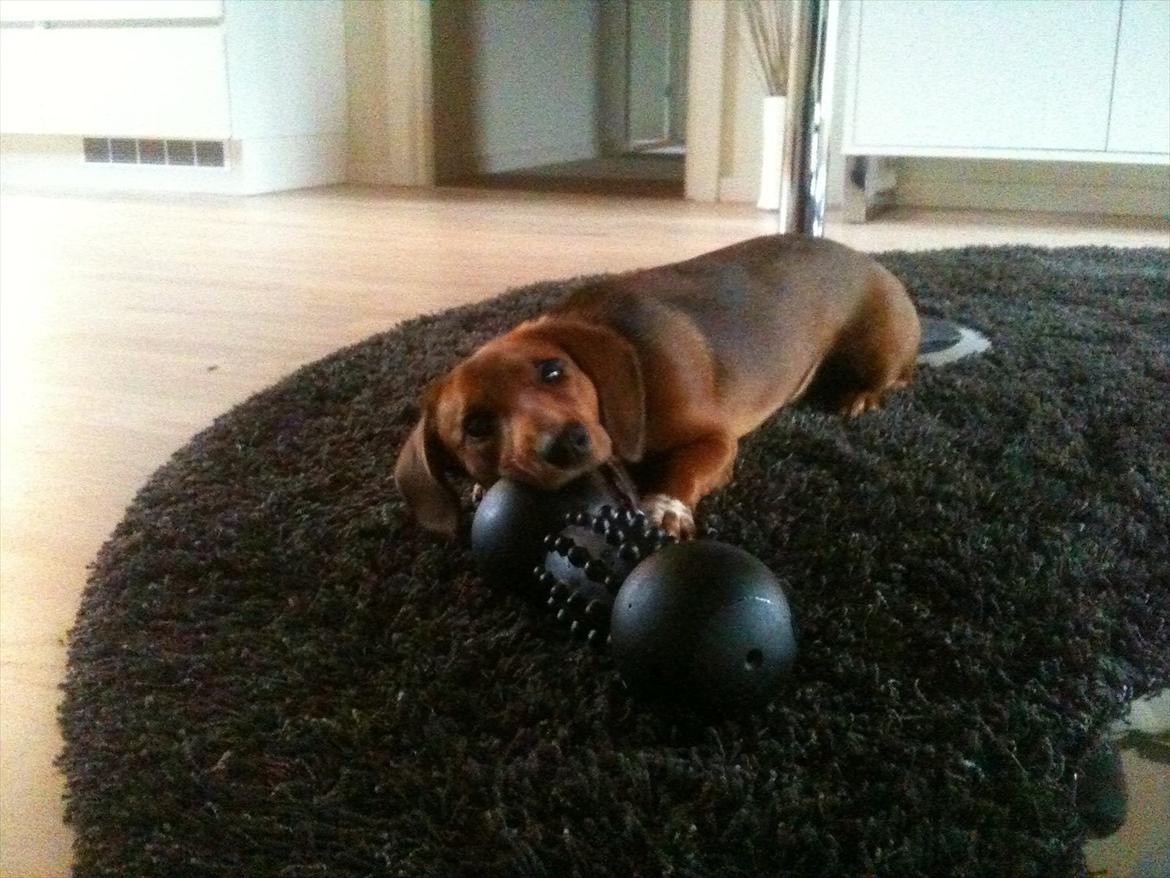 Gravhund Inu - Hendes alt for store bidedyr som Kiba har ofret for lillesøster... :-)  billede 5