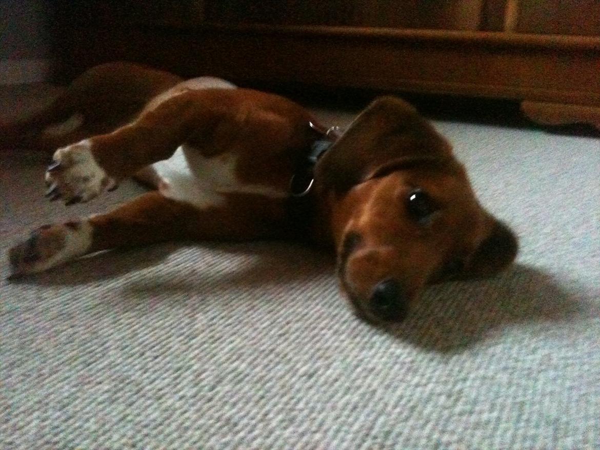 Gravhund Inu billede 6