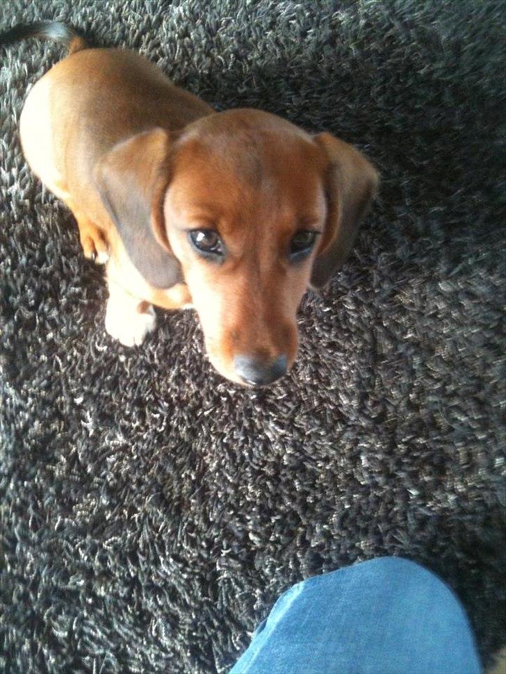 Gravhund Inu billede 7