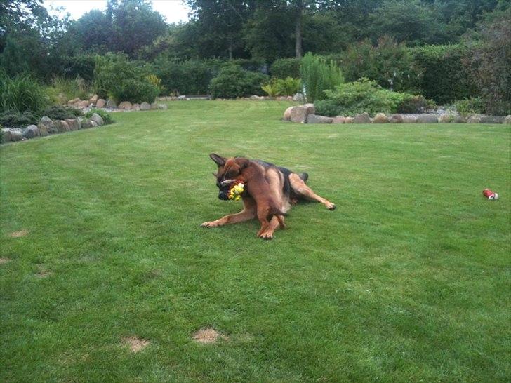 Gravhund Inu - Storebror og lillesøster ELSKER hinanden :-) billede 8