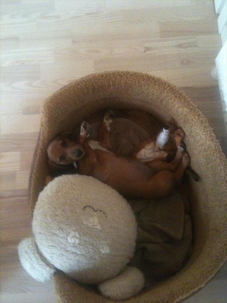 Gravhund Inu - "er jeg ikke morgensmuk" :-) JO du er :-) billede 9