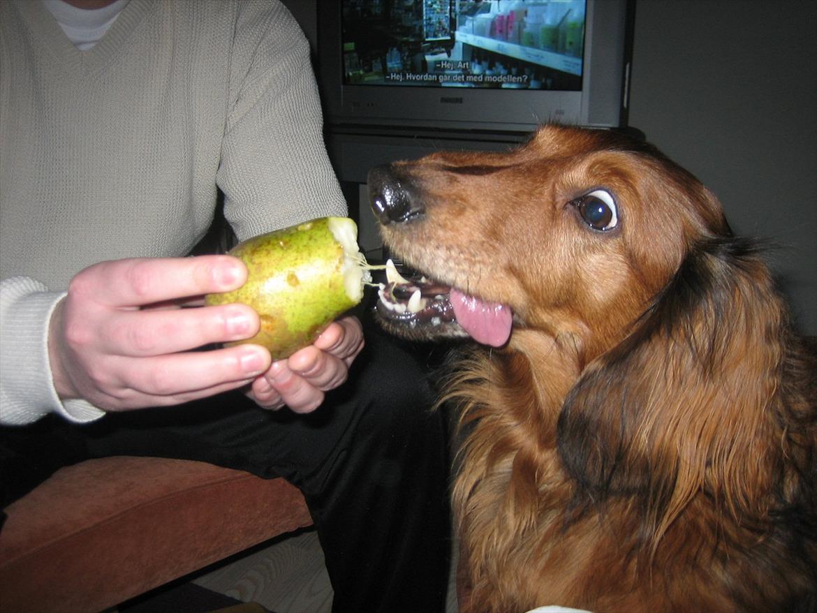 Gravhund Muttley R.I.P  - Muttley ELSKEDE frugt... :-D billede 15