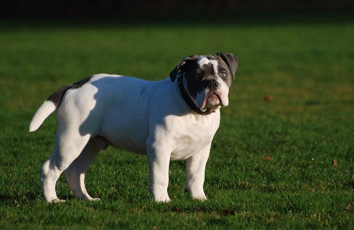 Olde english bulldogge Hugh Hefner - 3 1/2 mdr billede 10