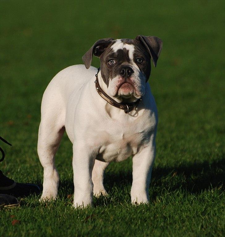 Olde english bulldogge Hugh Hefner - 3 1/2 mdr billede 11