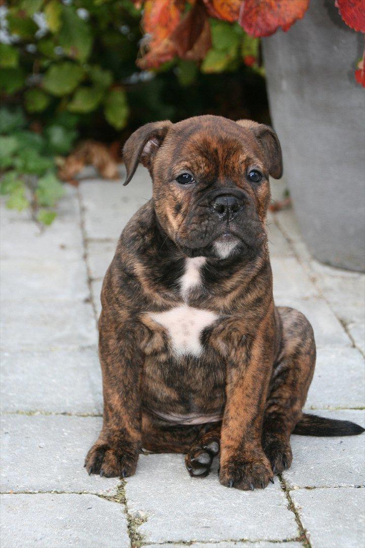 Olde english bulldogge Bergløv's Lulu (Faith) - Lulu 9 uger gammel billede 1