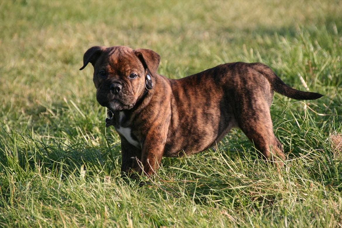 Olde english bulldogge Bergløv's Lulu (Faith) billede 2