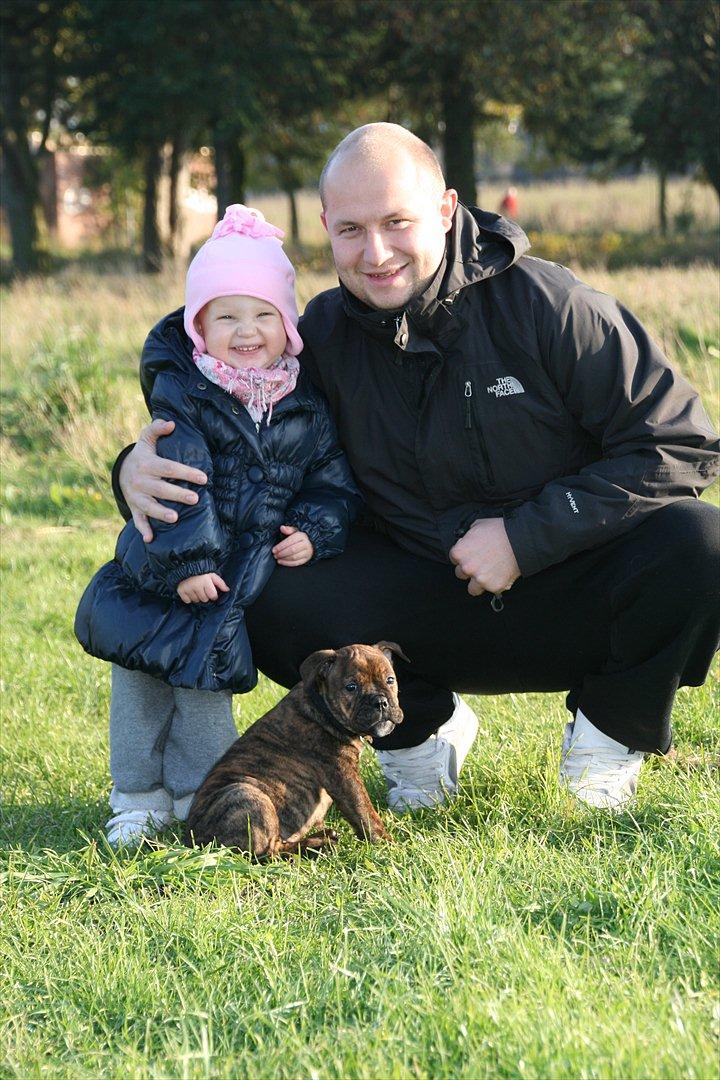 Olde english bulldogge Bergløv's Lulu (Faith) billede 3