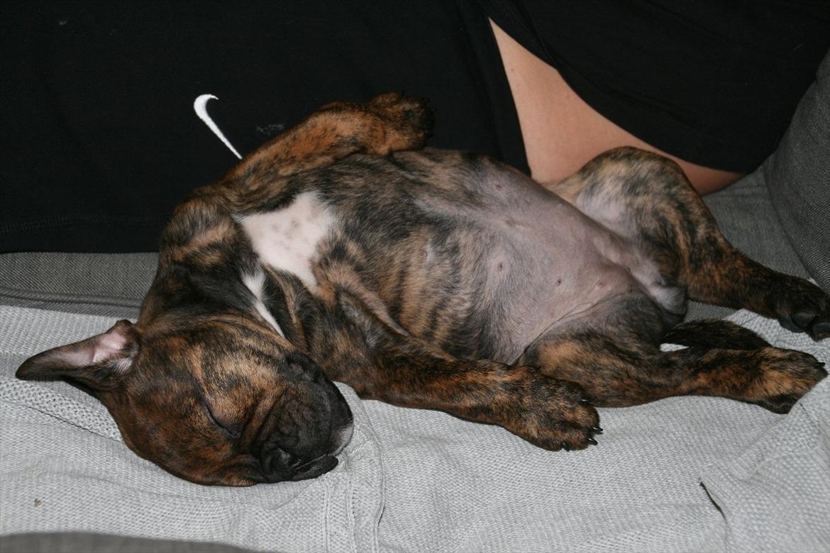 Olde english bulldogge Bergløv's Lulu (Faith) billede 4