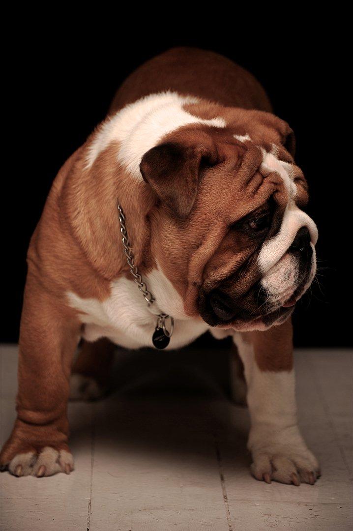 Engelsk bulldog Quark billede 2