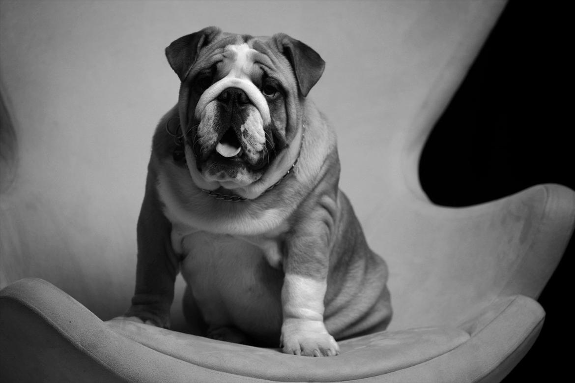 Engelsk bulldog Quark billede 3