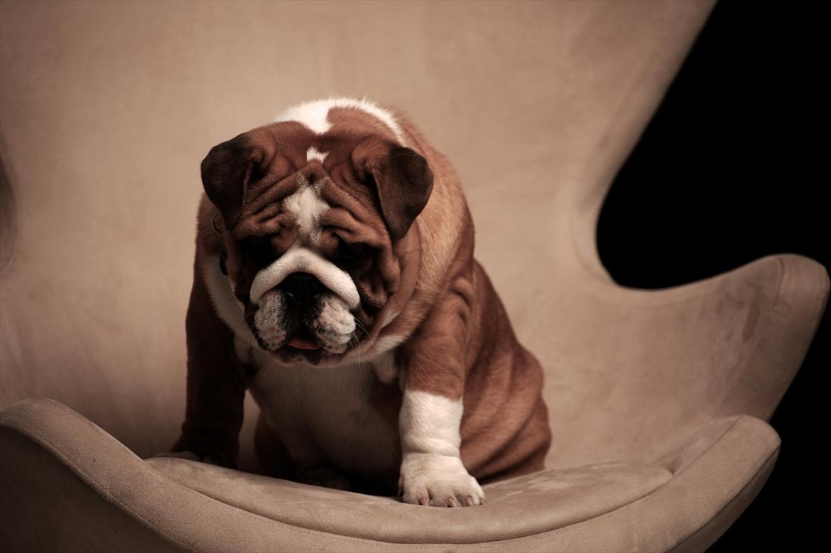 Engelsk bulldog Quark billede 1