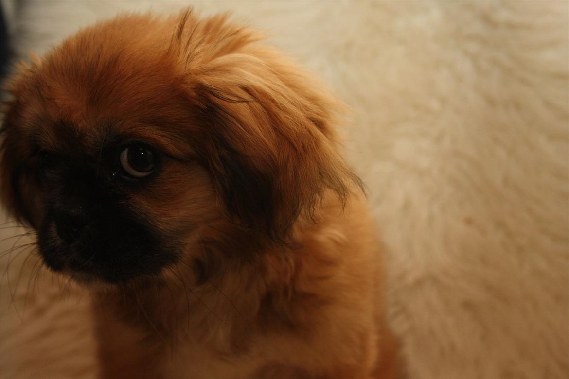 Tibetansk spaniel / Pekingeser - Kelly - Jeg har da ikke gjort noget mooooar :( billede 18