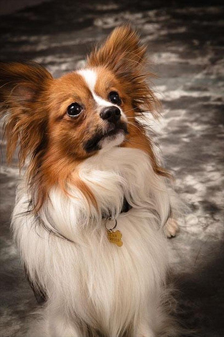 Papillon Aslan - AH Photography billede 11